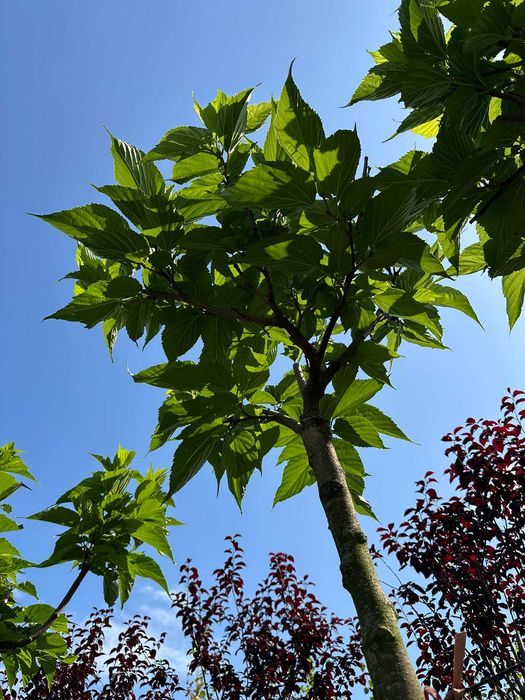 Morwa biała ‘Macrophylla’ C30 Pa 220 cm, obwód pnia 10–12 cm
