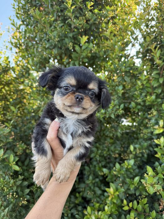 Excecional mini Chihuahua/Chiuaua,LinhagemRussa de Qualidd