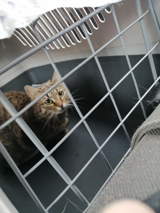 Aniołeczek  kastratka 1 roczna