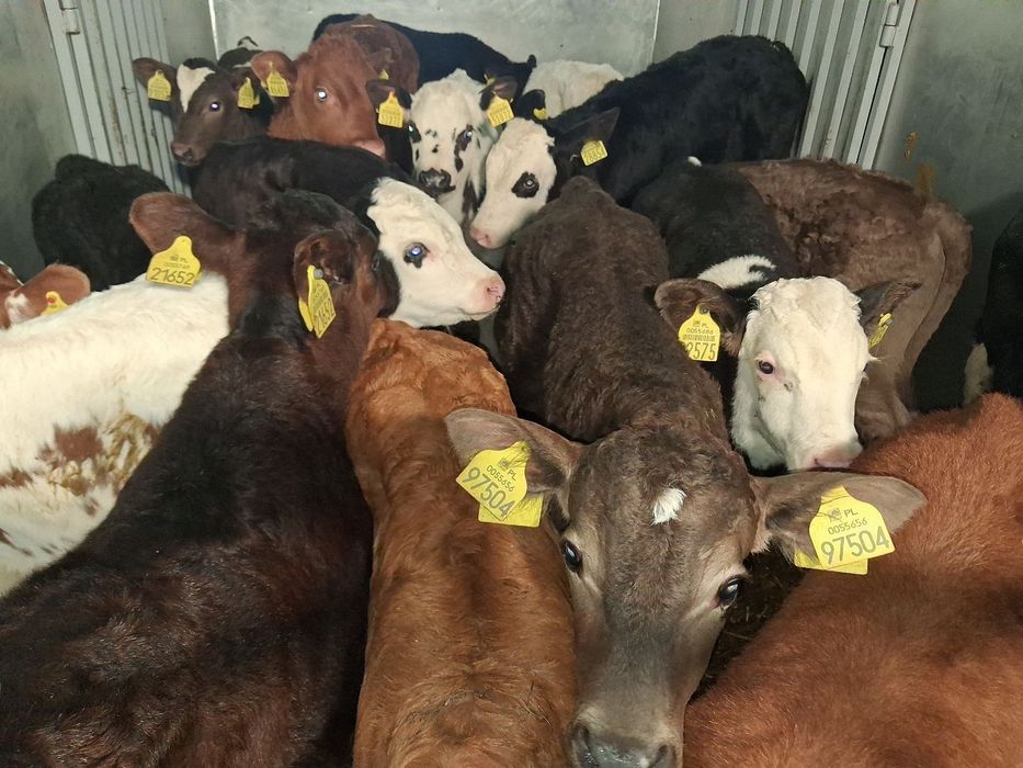 Byczki I jałówki Polskie mięsnych ras