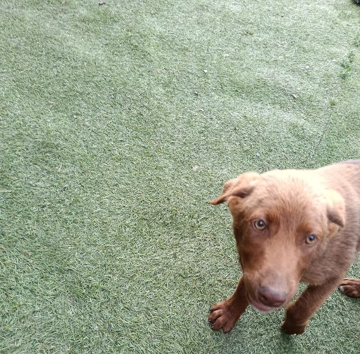 Cão jovem castanho