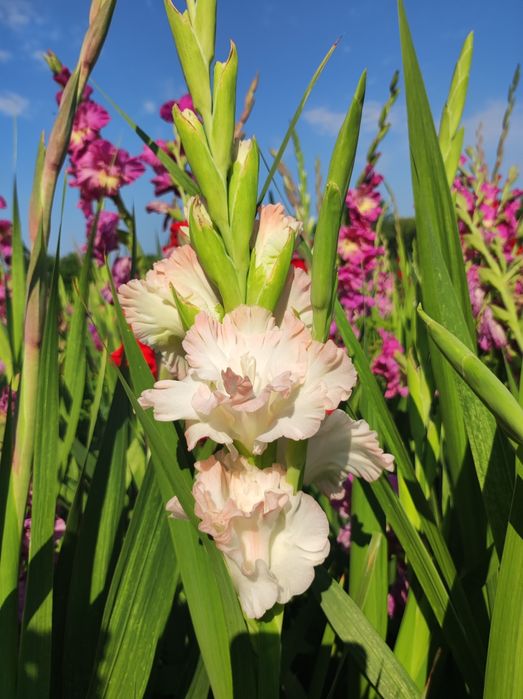 Гладиолусы сортовые,микс сортов