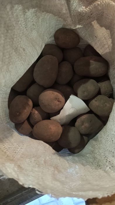 Продам картоплю велику