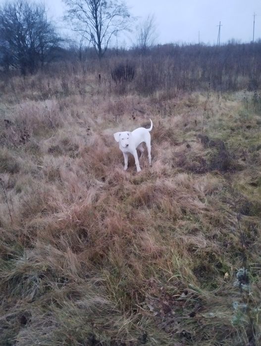 Щенкі аргентинський дог