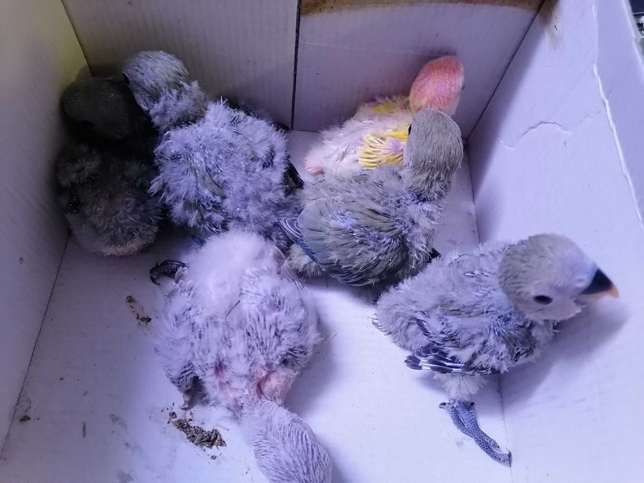 Vendo rossicollis bebés