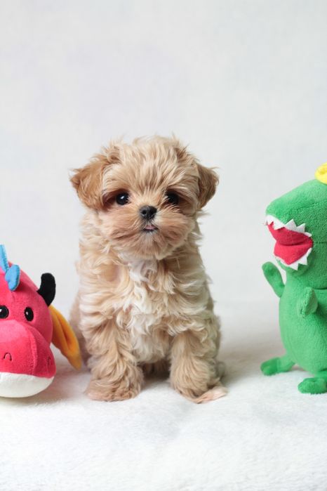 Самые маленькие мишки Мальтипу Ф1 !!!