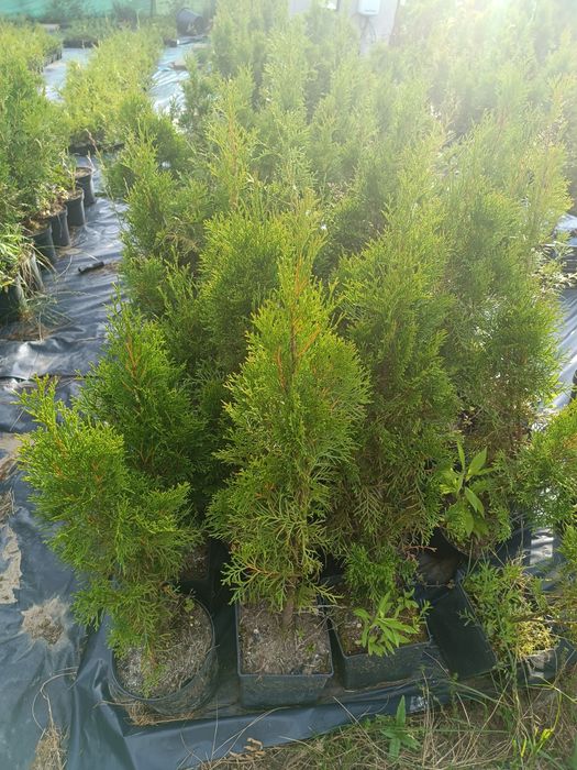 Tuje brabant 80cm, tuje szmaragd 90cm z doniczek, ostatni dzwonek!!!