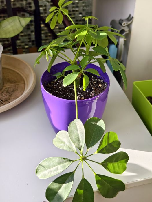 Шеффлера кімнатна деревовидна