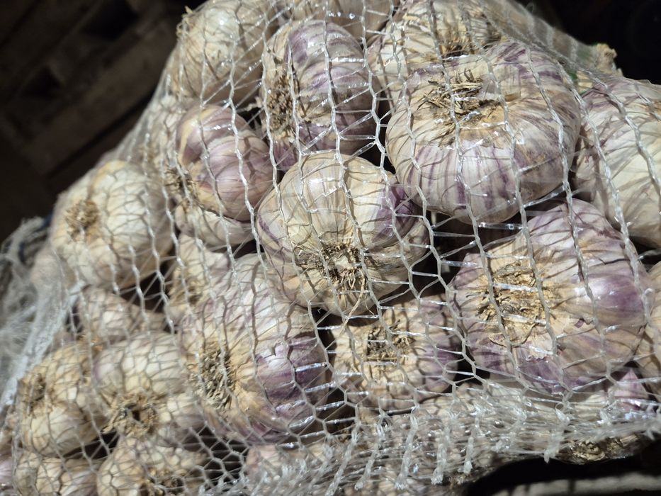 Czosnek harnaś (6,6.5,7cm)