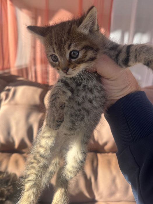 Отдам котят в хорошие руки