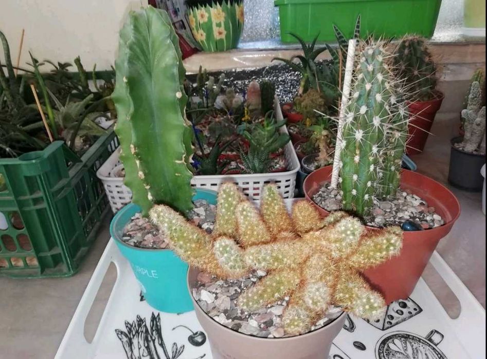 Срочно продам кактусы 4 штуки Палаския/цереус Чичипе Chichipe, Стетсония Булавовидная, Маммилярия Элонгата Маммилярия Грацилис