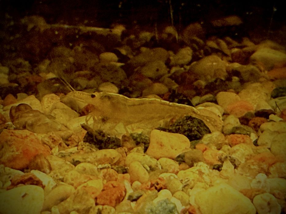 Żółte Krewetki Neocaridina Yellow