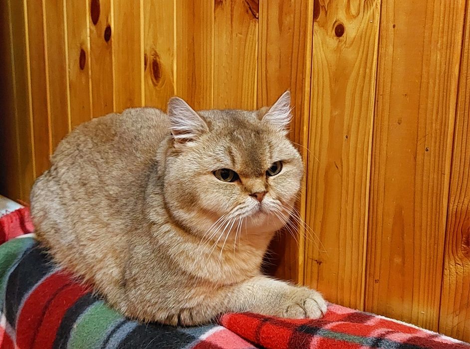 Вязка. Кот Золота шиншилла