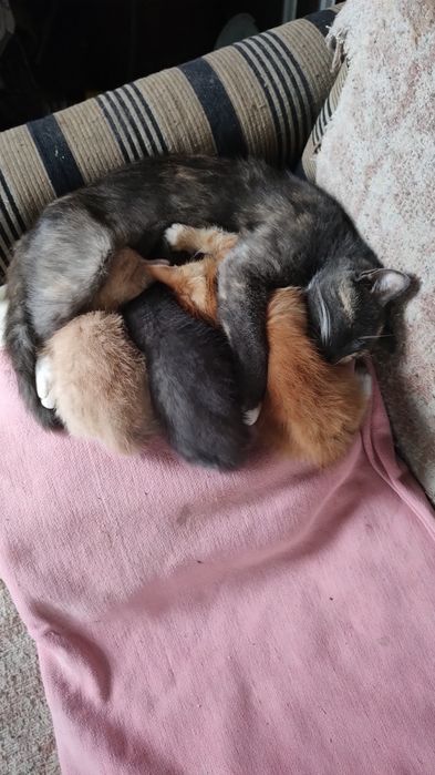 Віддам безкоштовно три кошеняти