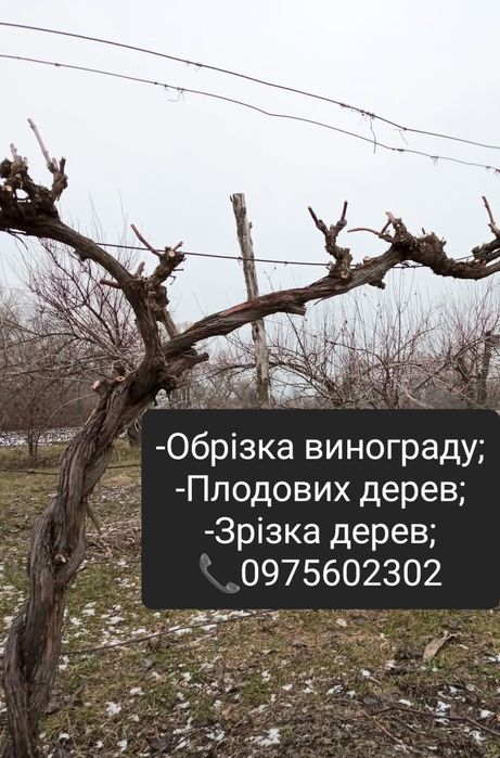 Обрізаю Виноград та плодові дерева,кущі.