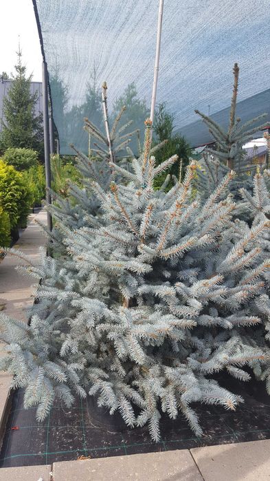 Brzoza pożyteczna Doorenbos 8-10 cm odwód 250 cm wysokości HIT