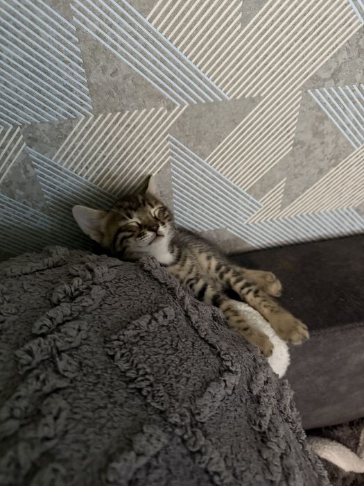 Бенгальські кошенята