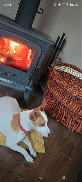 Oddam Za darmo  Jack Russell terier