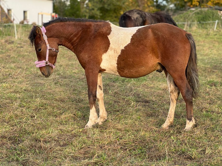 Ogierek 2 letni huculski doplatowy