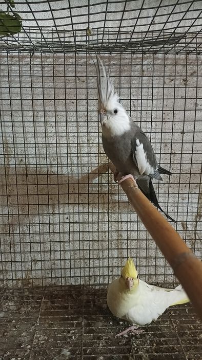 Caturras casal a criar