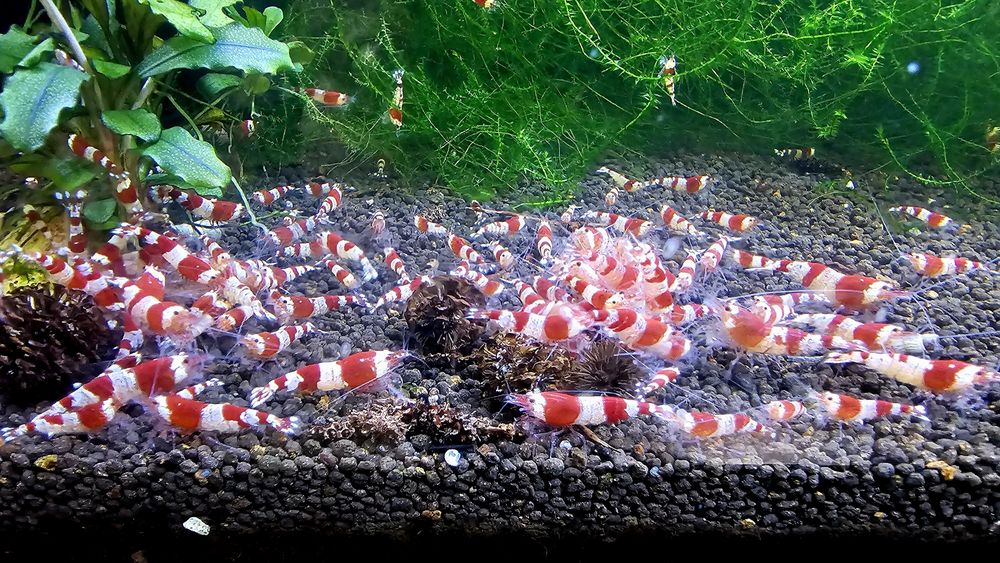 Krewetki Crystal Red 10 sztuk