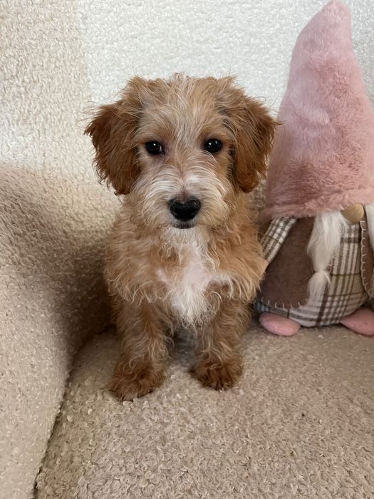 Odchowany chłopczyk Maltipoo nauczony czystości kocha dzieci