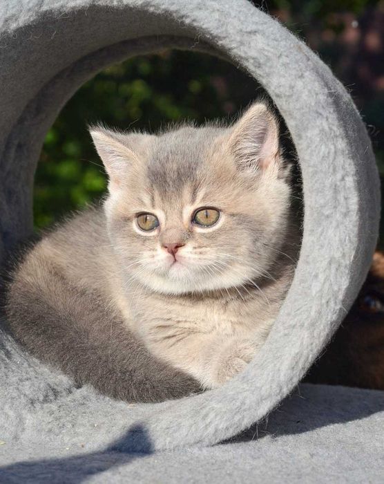Кошенята з документами,  шотландські