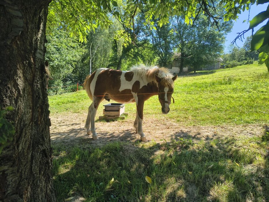 Kuc kucyk młody ogierek