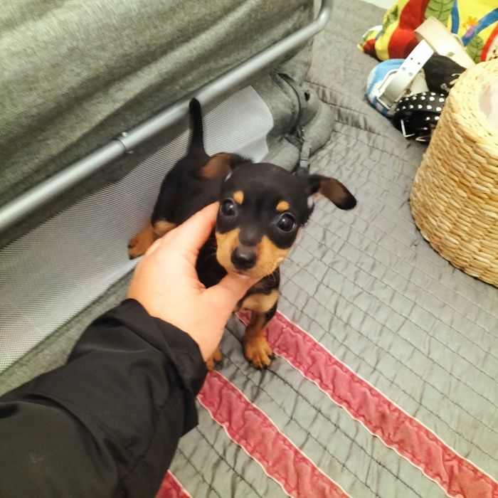 Pinscher belíssimo macho
