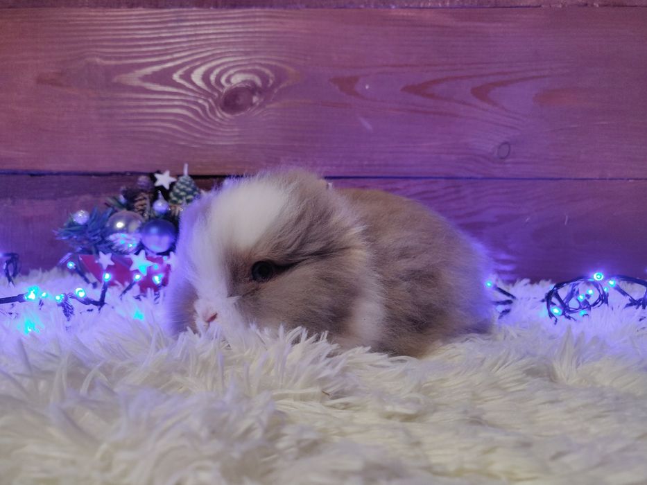 Piękne króliczki karzełki Teddy. Urocze króliczki do rezerwacji.