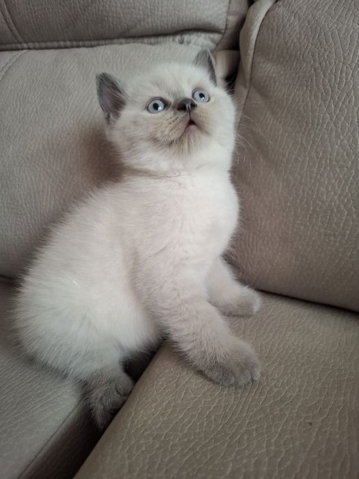 Gatinho Scottish Straight Seal point
