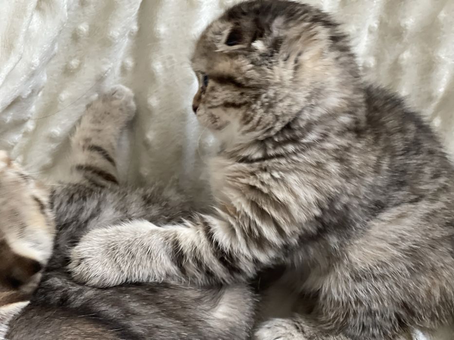 Золота шиншила милі котики