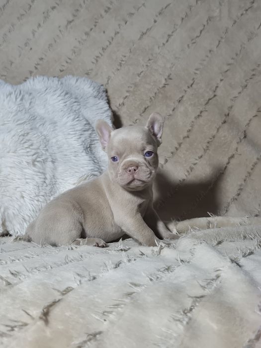 Buldog francuski