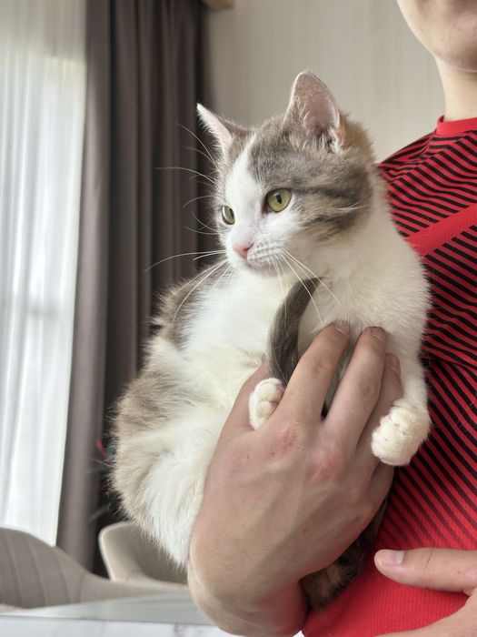 Віддам котика (хлопчик) безкоштовно