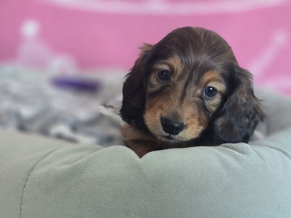 Jamnik miniaturowy długowłosy