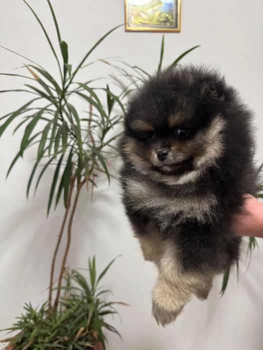 Померанський шпіц хлопчик