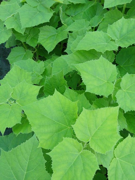 Paulownia Elongata e SHAN TONG
