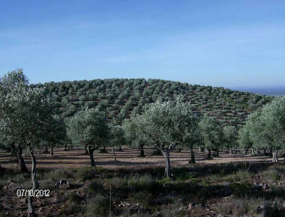 Olivais tradicionais nos arredores de Estremoz