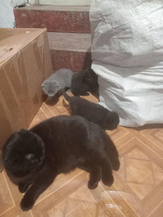 Котята Шотландська висловуха.