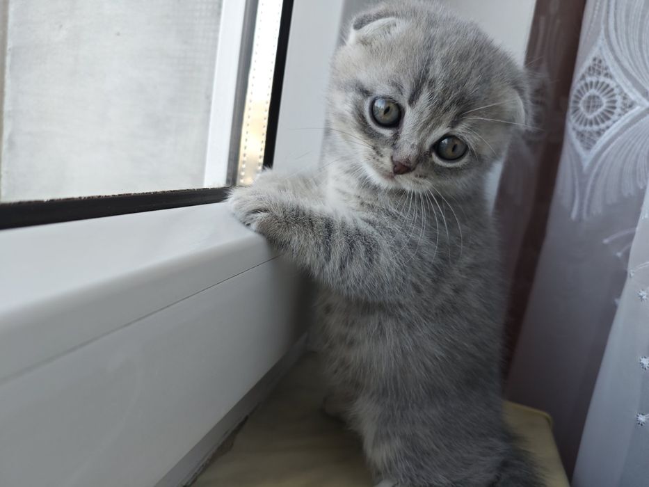 Кошенята шотландські чистокровні