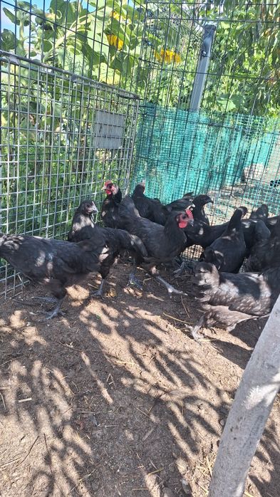 Australorp z maja