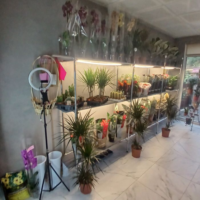 Великий вибір горшкових квітів с.Вільхівка центральна 48