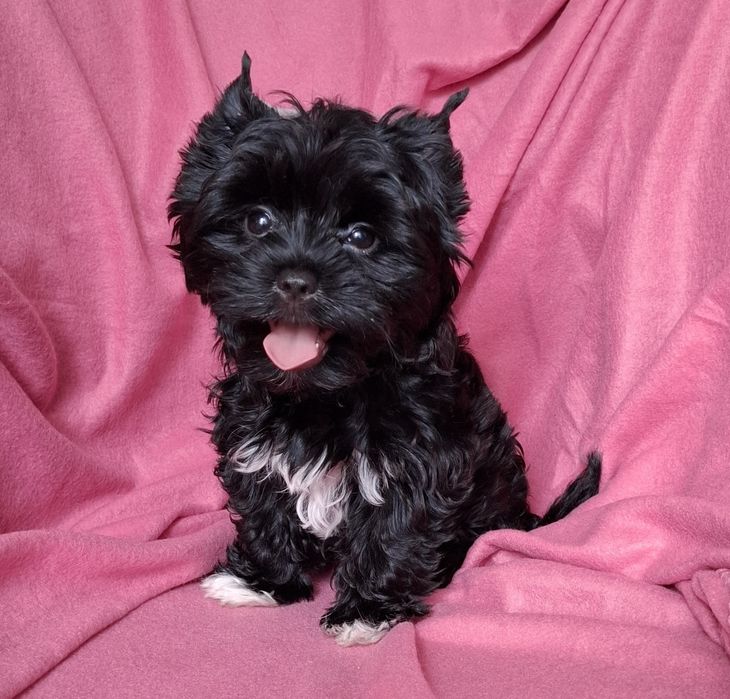 Śliczna suczka Yorkshire Terrier Black