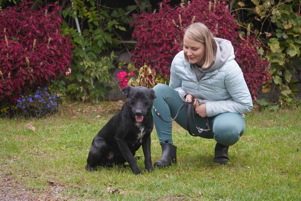 Dorek - śliczny pies w typie labrador