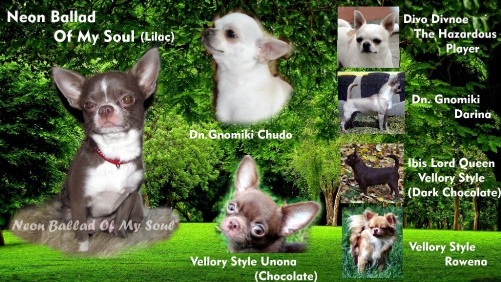 В'язка чіхуахуа 2xCACIB, 3xCAC, окрас ліловий, КСУ-FCI