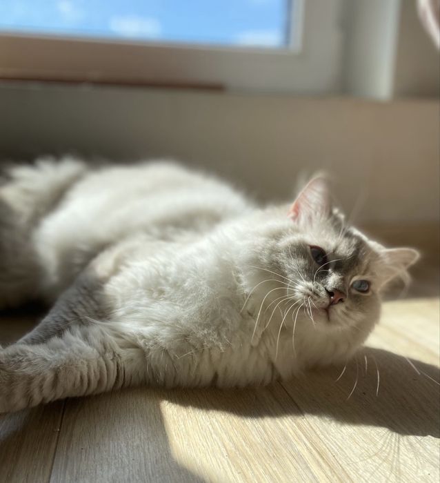 Ragdoll do hodowli Kocur