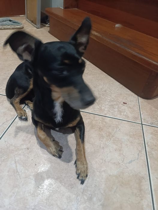 Dá-se cão pinscher