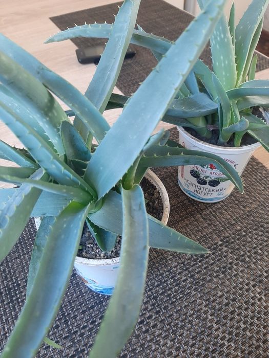 Алое трирічні, 2 вазони