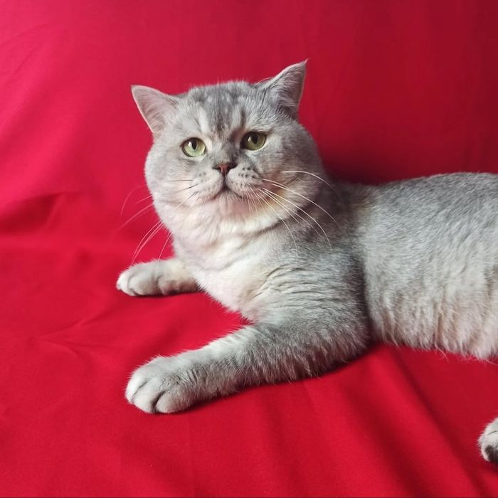 Клубний шотландський прямовухий кіт