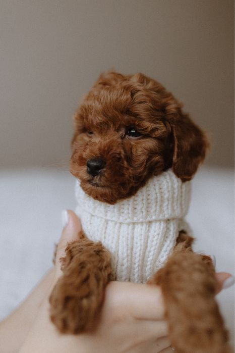 Poodle toy VIP (іграшковий пудель)